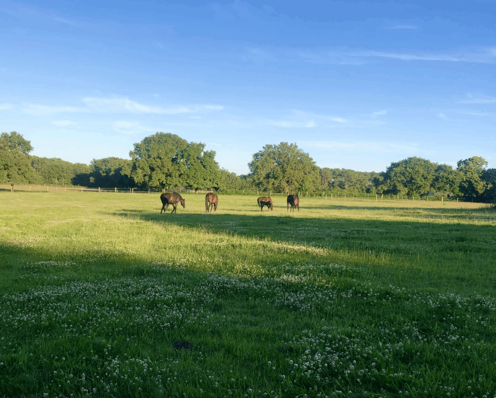 equi golfe chevaux pré herbe pension retraite