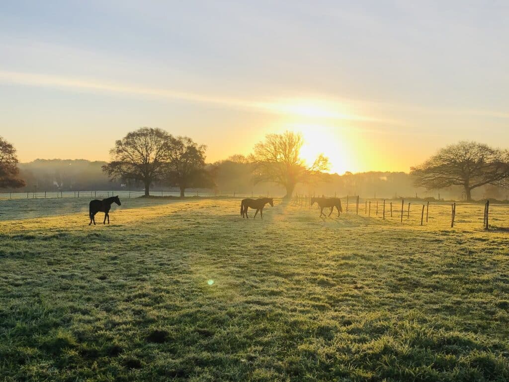 equi golfe chevaux gardiennage a domicile morbihan baden