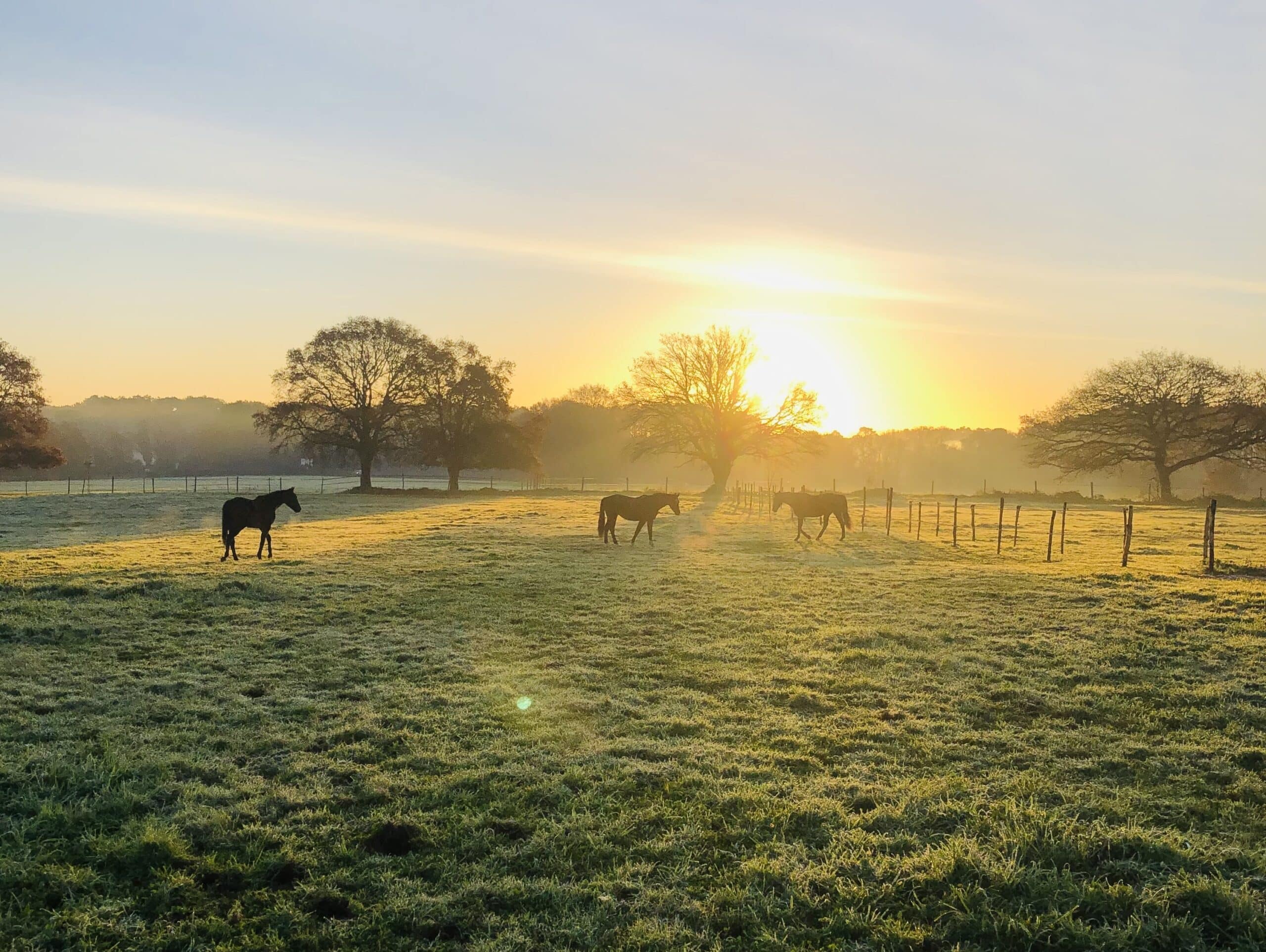 equi golfe chevaux gardiennage a domicile morbihan baden