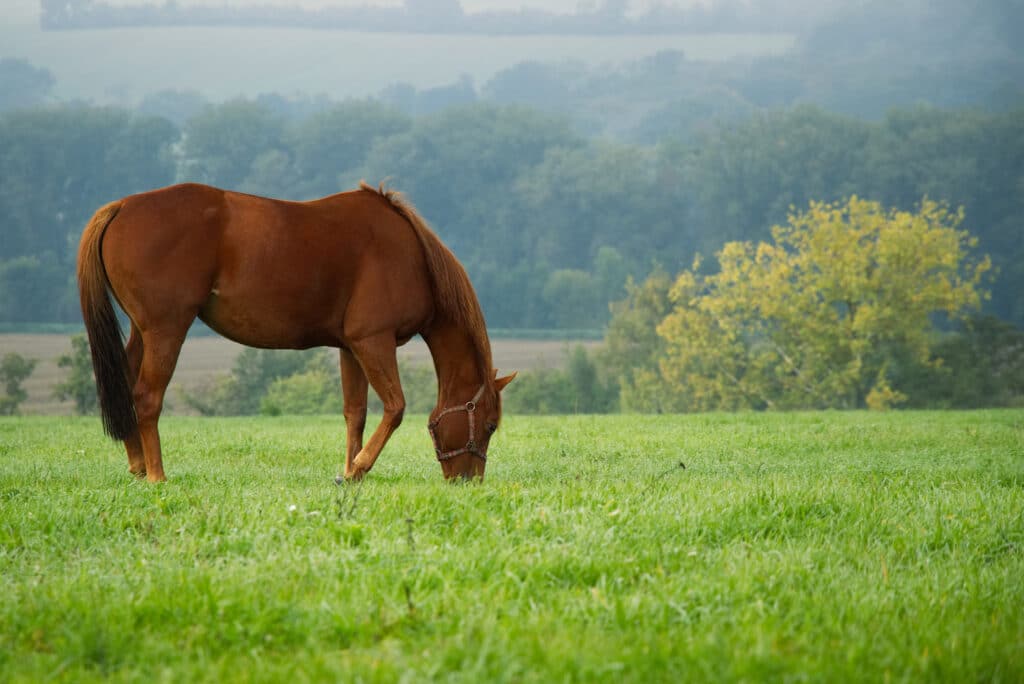 equi golfe chevaux pré herbe morbihan lebono