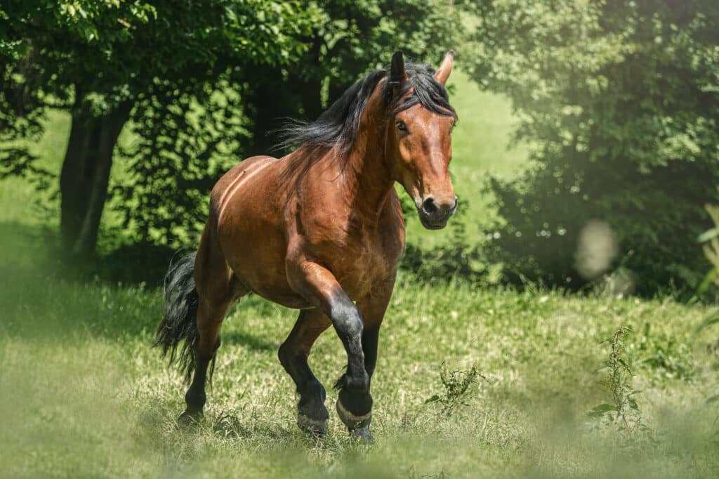 equi golfe chevaux retaite pension Lebono morbihan