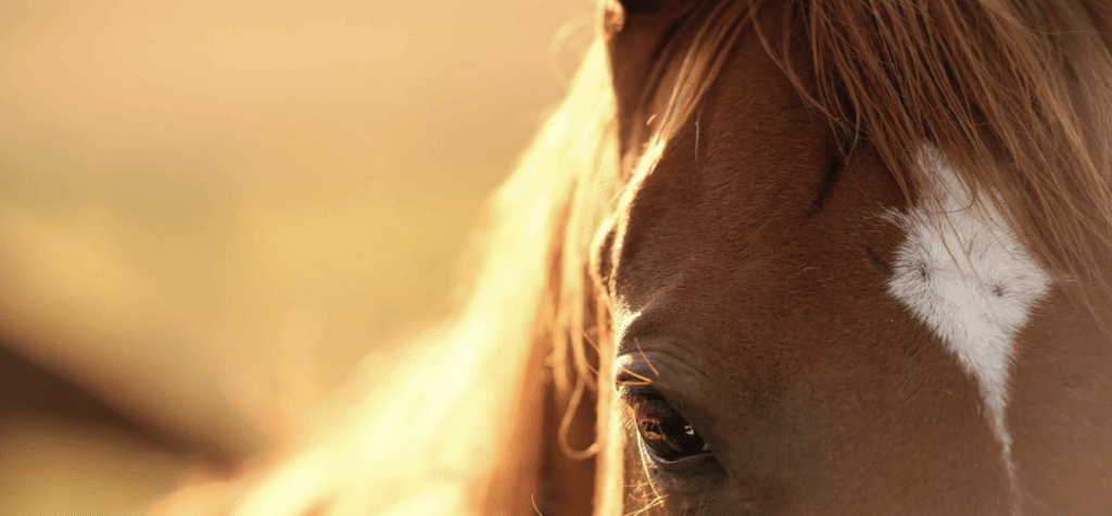 equi golfe gardiennage chevaux