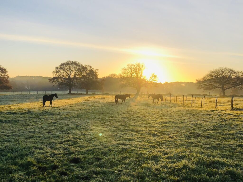 equi golfe pré pension retraite chevaux lebono