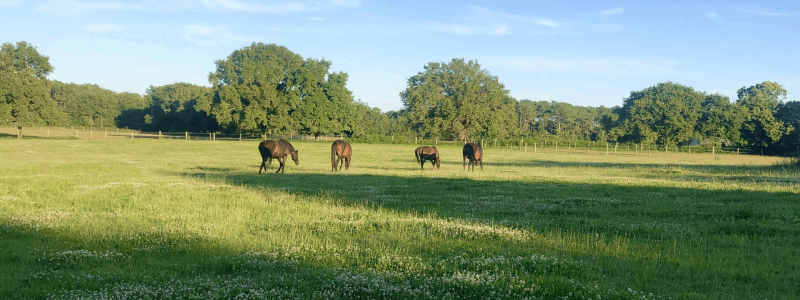 equi golfe chevaux pré herbe pension retraite equi golfe chevaux pré herbe pension retraite