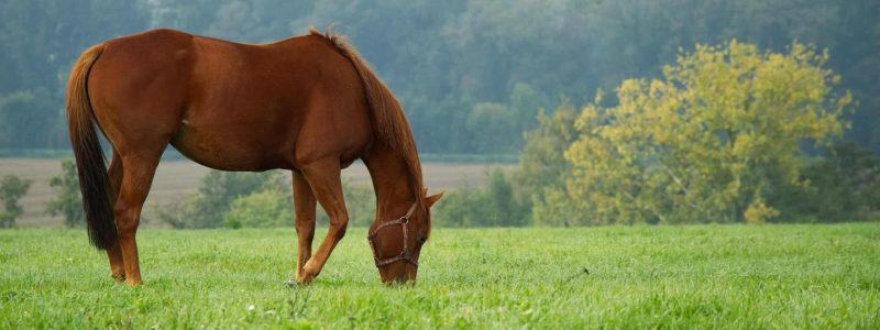 equi golfe chevaux pré herbe morbihan lebono equi golfe chevaux pré herbe morbihan lebono