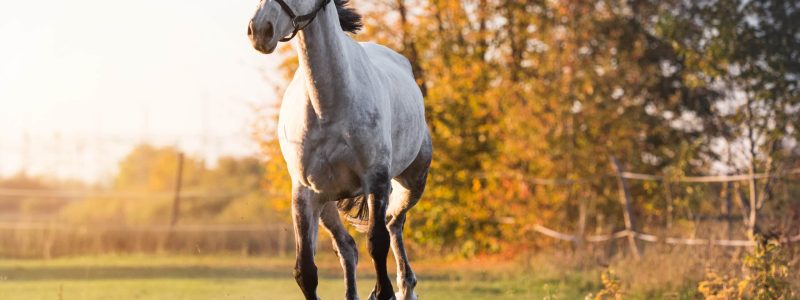 equi golfe chevaux gardiennage morbihan equi golfe chevaux gardiennage morbihan