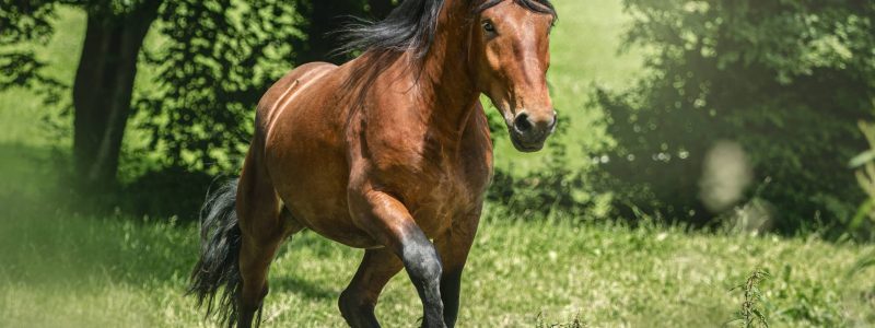 equi golfe chevaux retaite pension Lebono morbihan equi golfe chevaux retaite pension Lebono morbihan