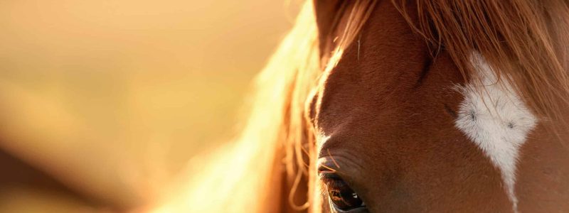 equi golfe chevaux pré herbe morbihan lebono ethique equi golfe chevaux pré herbe morbihan lebono ethique